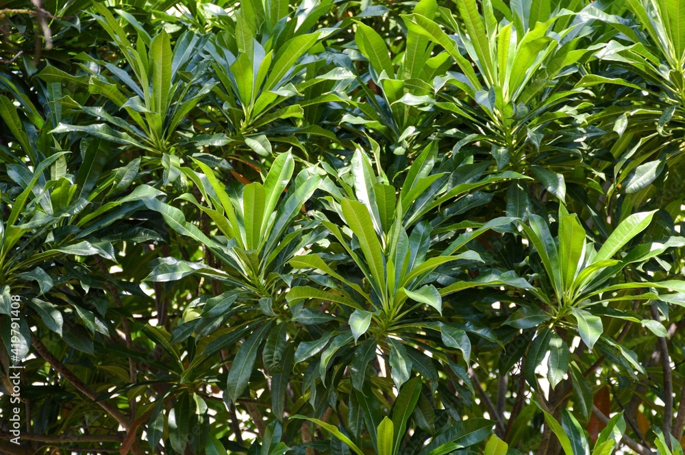 fresh green cerbera odollam leaves in nature garden