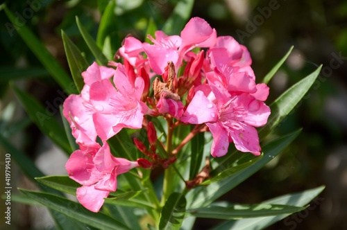 pink nerium oleander flower in nature garden