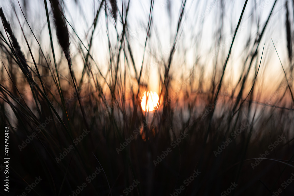 Blurred Reed Silhouette View at Baltic Sea. Summer Sunset Time Blurred Reed Silhouette View at Baltic Sea. Summer Sunset Time