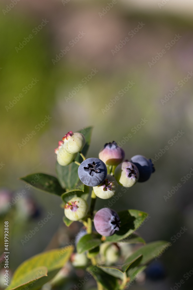 Blueberries in nature. Garden Treasures. Cultivated Highbush Blueberry plant