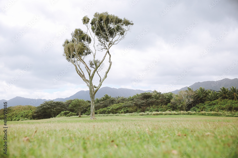 Obraz premium Tree at Kualoa Regional Park, Oahu, Hawaii