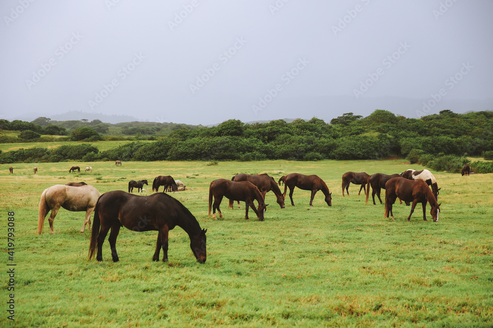 Horses in Gunstock Ranch, Oahu island Hawaii | Nature Landscape Travel Horses in Gunstock Ranch, Oahu island Hawaii | Nature Landscape Travel