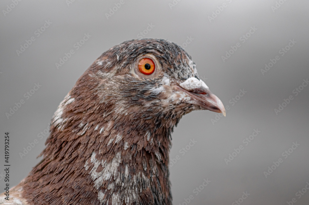 Obraz premium close up of a pigeon
