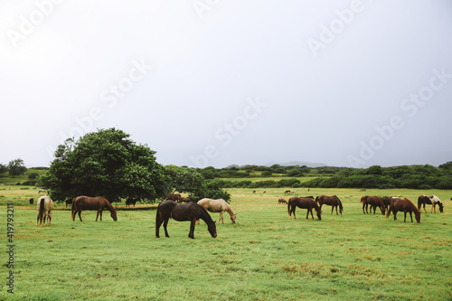 Horses in Gunstock Ranch, Oahu island Hawaii | Nature Landscape Travel