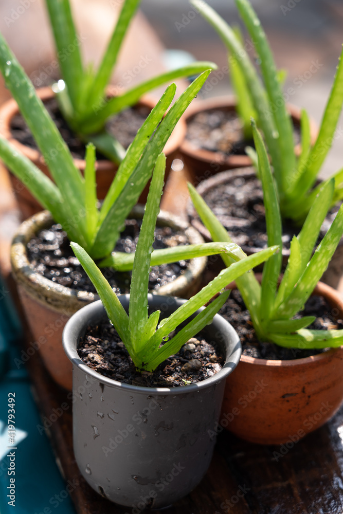 Morning outdoor activity to watering aloe vera pot plant Morning outdoor activity to watering aloe vera pot plant