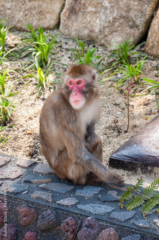 Macaca fuscata sitting on a cement wall, entertained with a branch of leaves in her hand. Japan.