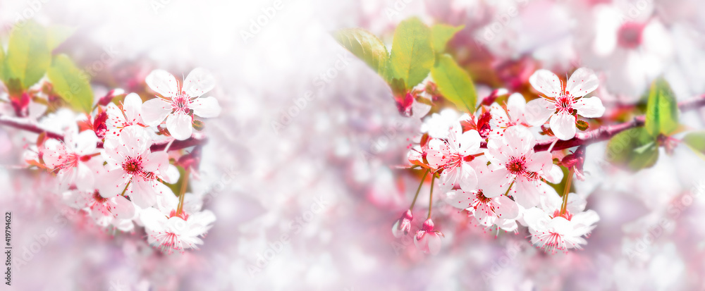 Cherry pink blossoms close up. Blooming sakura tree. Banner format	