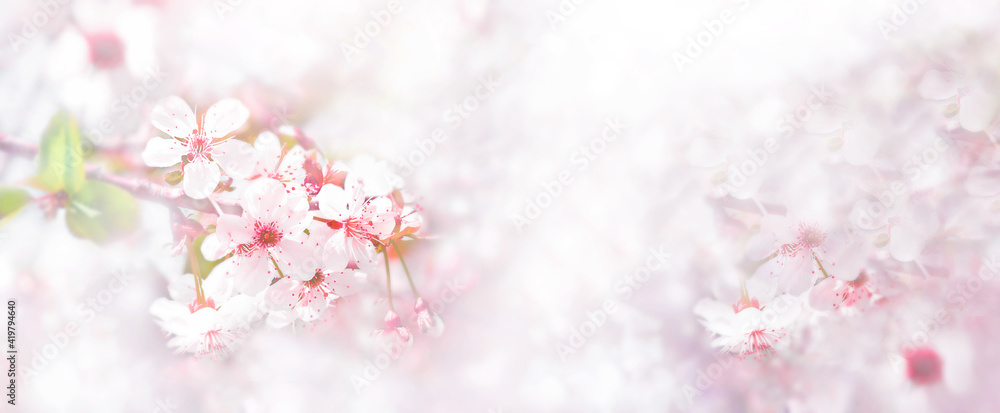 Cherry pink blossoms close up. Blooming sakura tree. Banner format Cherry pink blossoms close up. Blooming sakura tree. Banner format