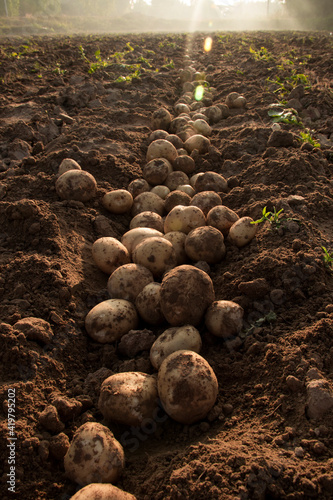 Organic potato harvest in the fields.