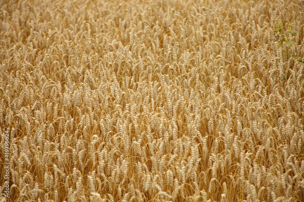 Golden yellow dry ripe wheat field with ears at autumn day, Russian agricultural background texture Golden yellow dry ripe wheat field with ears at autumn day, Russian agricultural background texture