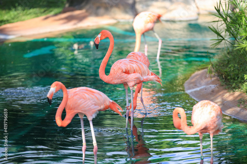 Flamingos birds in Honolulu Zoo Oahu Hawaii. Flamingoes are a type of wading bird in the family Phoenicopteridae, which is the only extant family in the order Phoenicopteriformes. Flamboyanc photo