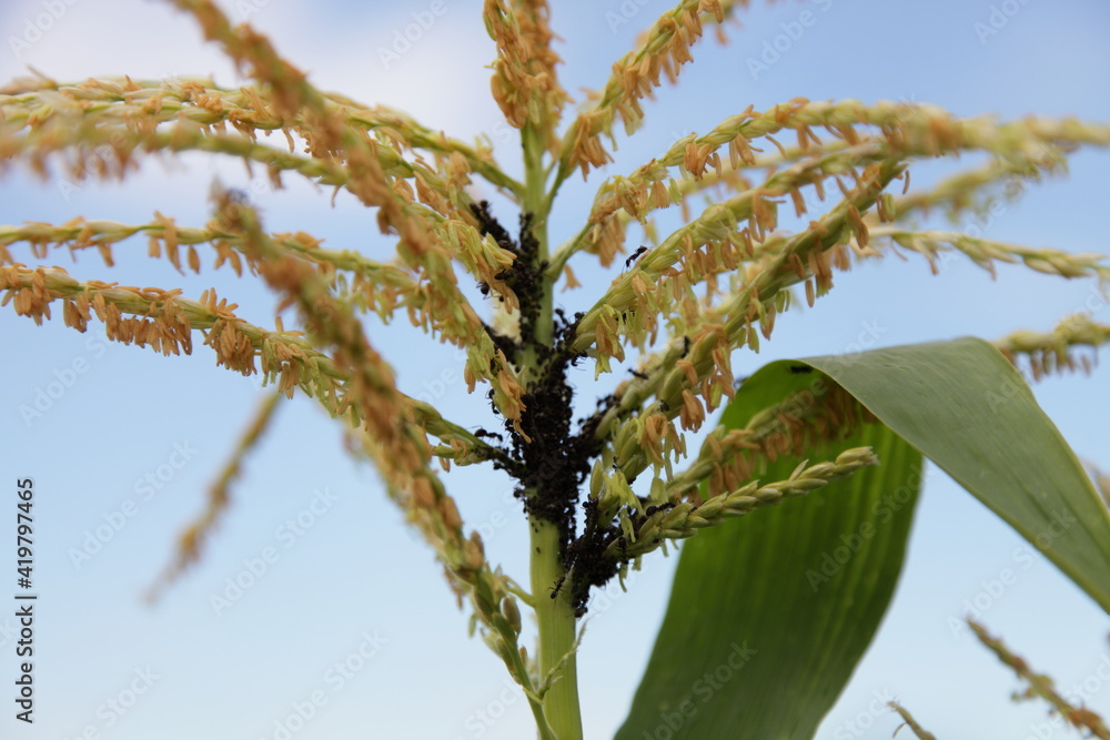 Black aphids and ants on corn flower branch close up on a summer day on blue sky background, insects agricultural pests