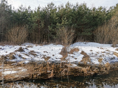 river in the forest