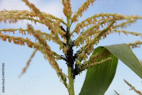 Obraz na płótnie Black aphids and ants on corn flower branch close up on a summer day on blue sky background, insects agricultural pests w salonie
