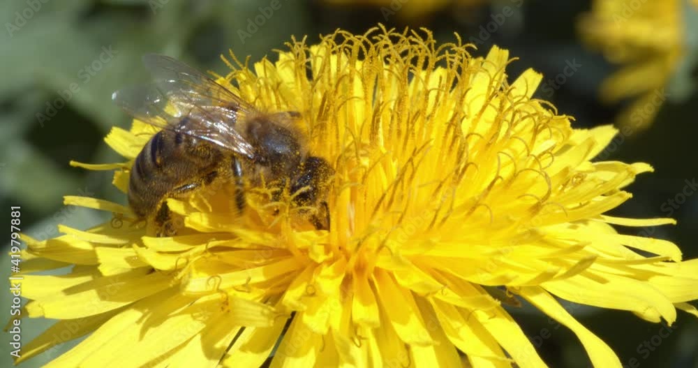 European honey bee on the flower of Taraxacum officinale, the common dandelion
