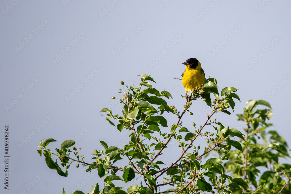 Fototapeta premium Black headed bunting singing, perched in a bush, against blue sky