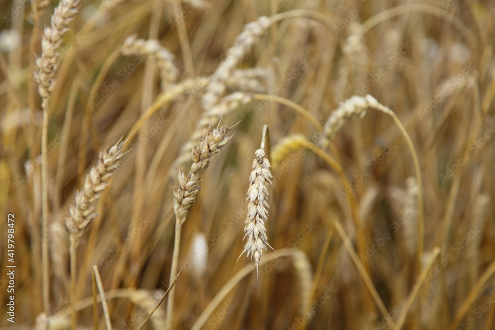 Golden yellow wheat ears closeup on the field at autumn day, background texture Golden yellow wheat ears closeup on the field at autumn day, background texture