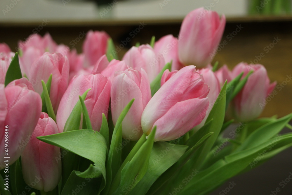 Naklejka premium Light pink tulips with green leaves (Dynasty - flower variety)