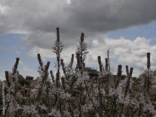 Fragrant white asphodel flowers against a blue sky with clouds on a meadow on a sunny spring day. The flower of oblivion in natural conditions under the open sky