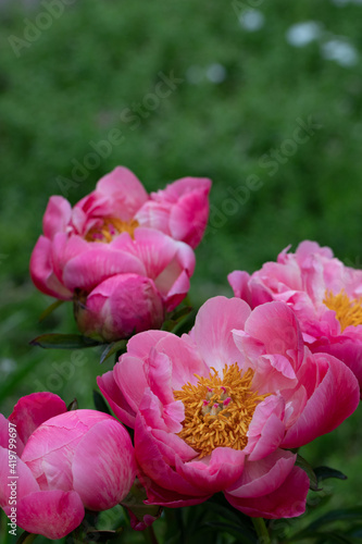 Wallpaper Mural Wild Mudan Pink Peonies. Beautiful Flowers Torontodigital.ca