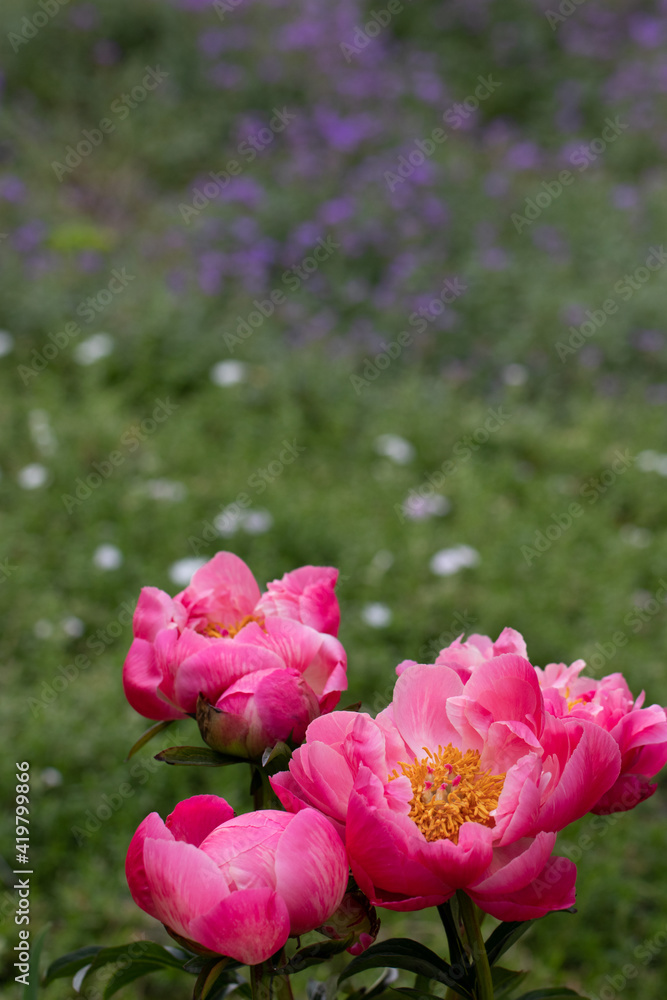 Wild Mudan Pink Peonies. Beautiful Flowers in the garden Wild Mudan Pink Peonies. Beautiful Flowers in the garden