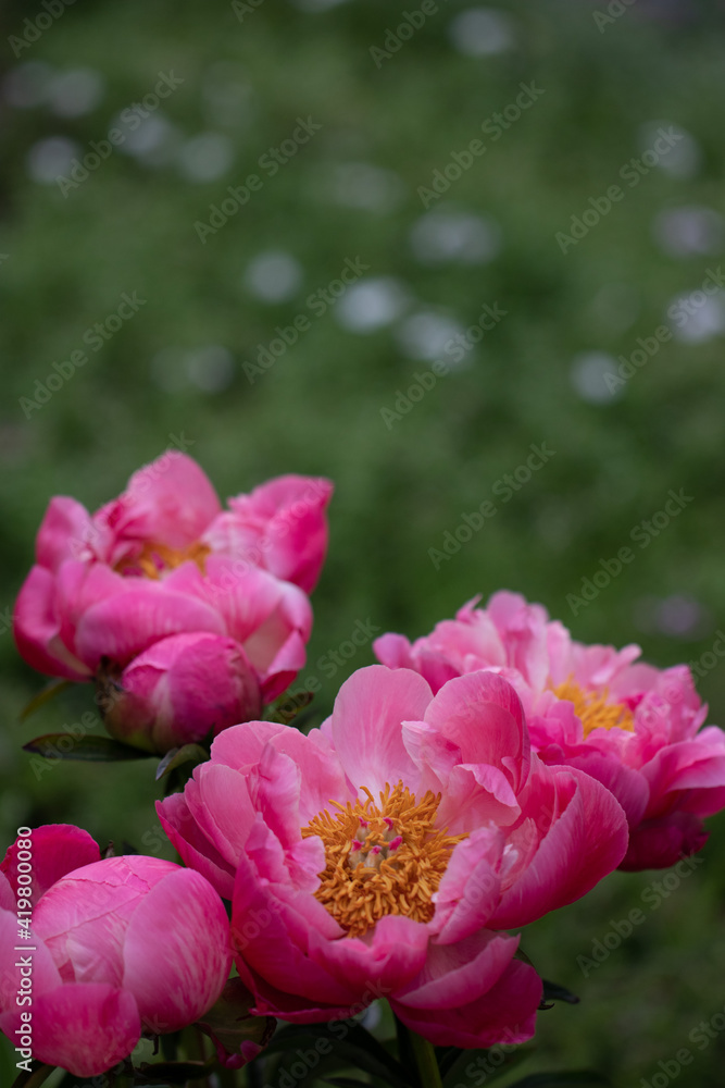 Wild Mudan Pink Peonies. Beautiful Flowers Wild Mudan Pink Peonies. Beautiful Flowers