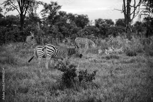 Zebra in the grass nature habitat  National Park of Kenya. Wildlife scene from nature  Africa