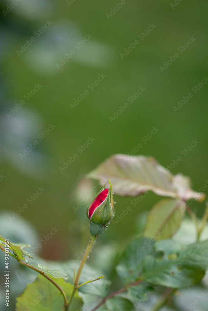 Red Rose Bud in the Garden. Background for text Red Rose Bud in the Garden. Background for text