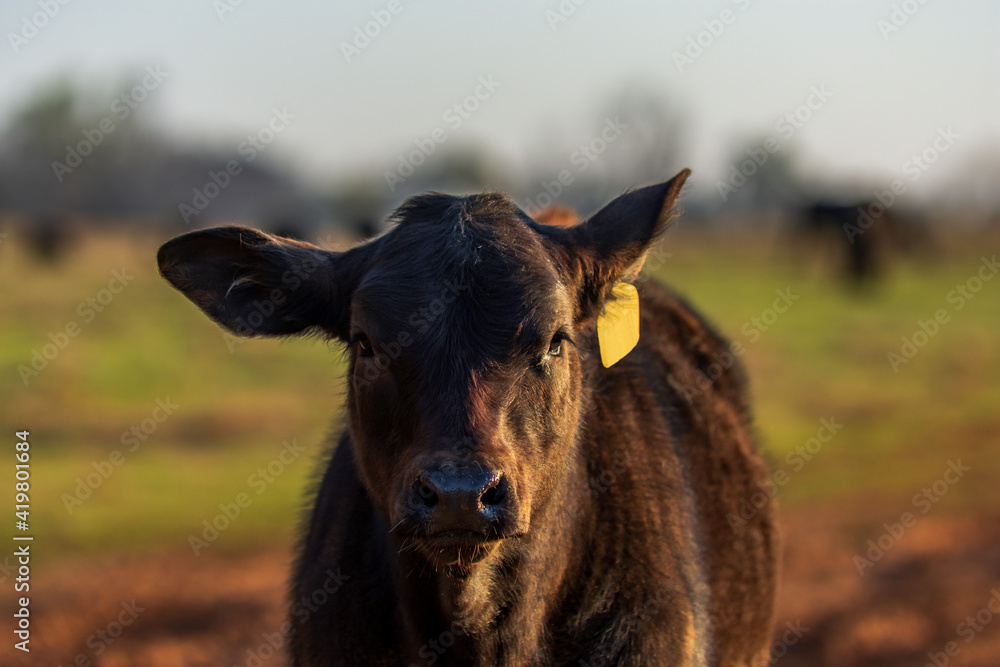 Fototapeta premium Angus calf portrait with ear cocked back
