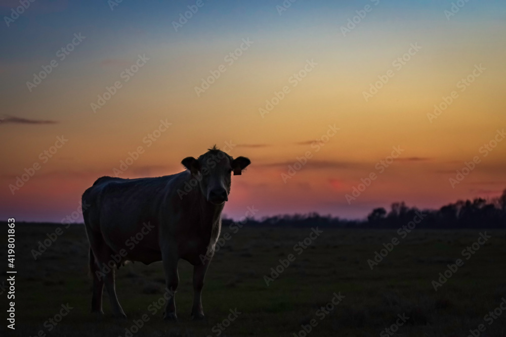 Cow in silhouette against pink sunset sky Cow in silhouette against pink sunset sky