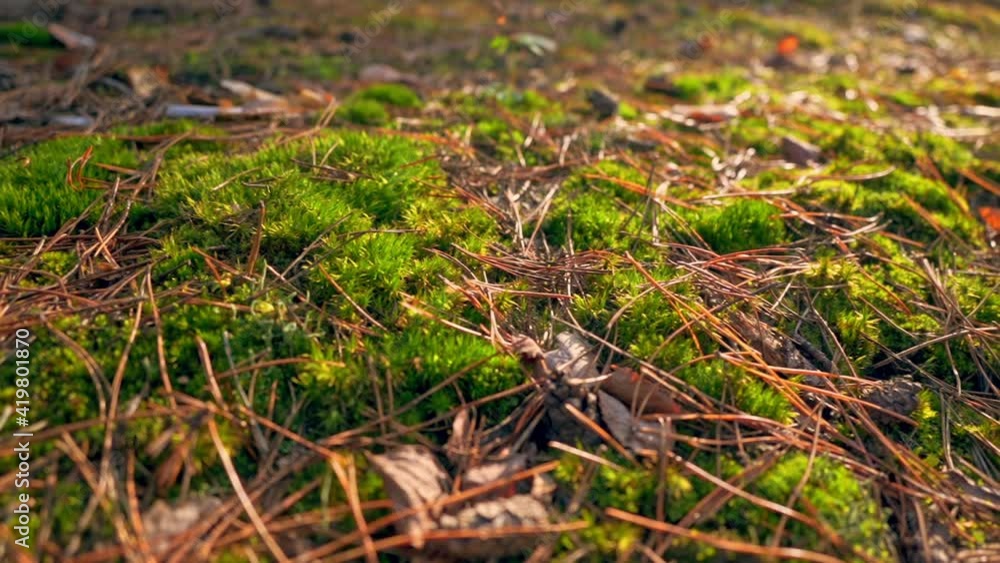 close up details ground in forest green moss leaves and pine needles in sunlight autumn season outdoors close up details ground in forest green moss leaves and pine needles in sunlight autumn season outdoors