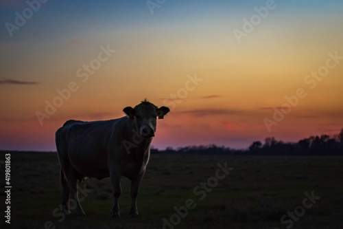 Cow in silhouette against pink sunset sky © jackienix