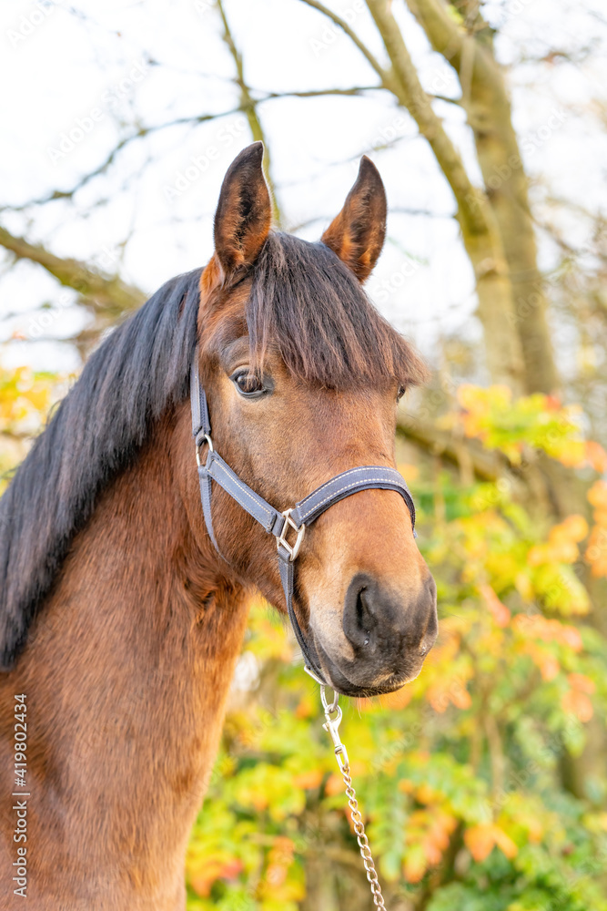 Obraz premium A head of a brown KWPN stallion, Dutch Warmblood horse, 2 years old. Outside against a green and yellow natural background
