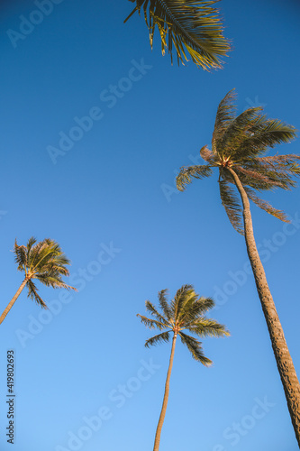 Palm tree Blue sky Ala Moana beach prak, Honolulu Oahu island Hawaii | Plants Nature Landscape