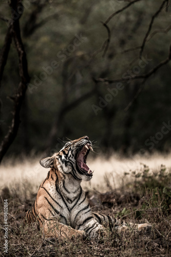 Fine art image or portrait of Indian wild royal bengal tiger with roar and yawn at ranthambore national park or tiger reserve sawai madhopur india - panthera tigris tigris