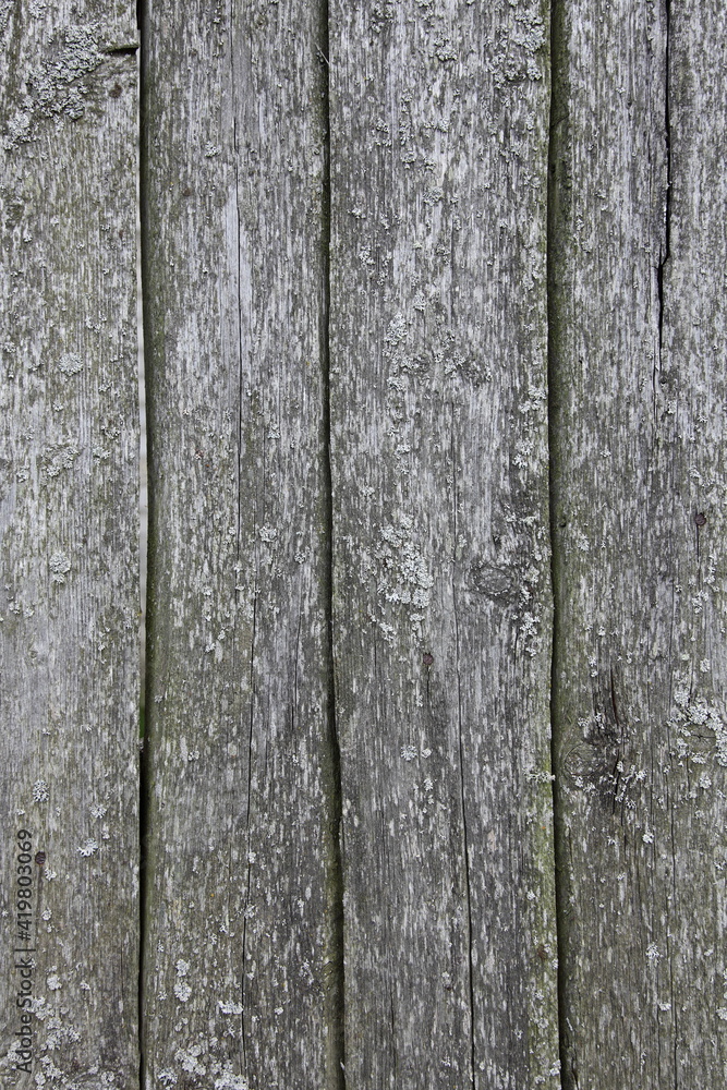 Naklejka premium Gray weathered boards - vertical old wood texture background close up village style