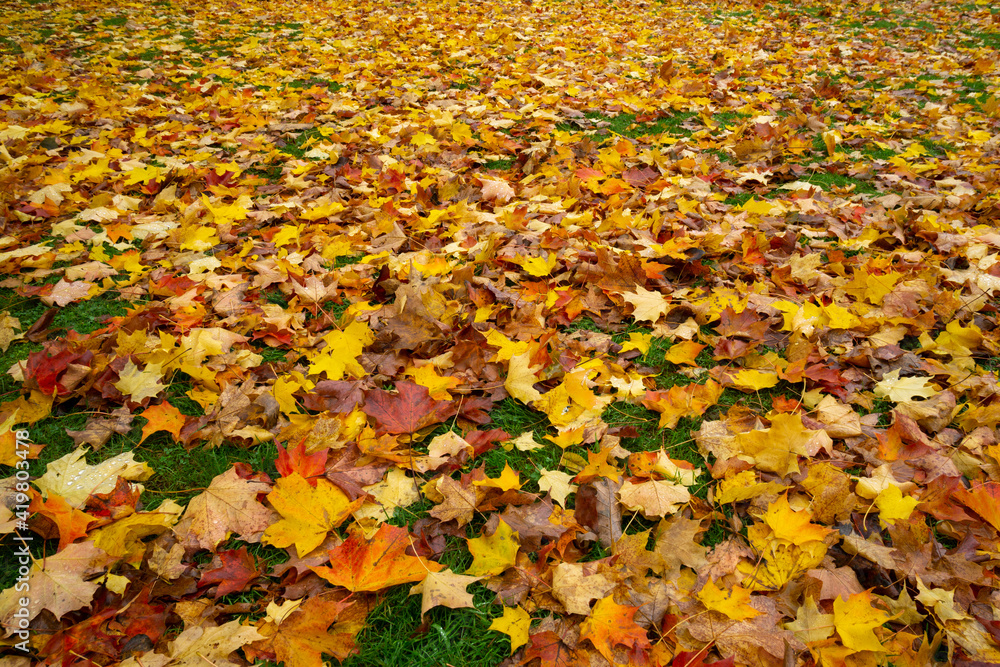 Boden mit herbstlich gefärbten Blättern