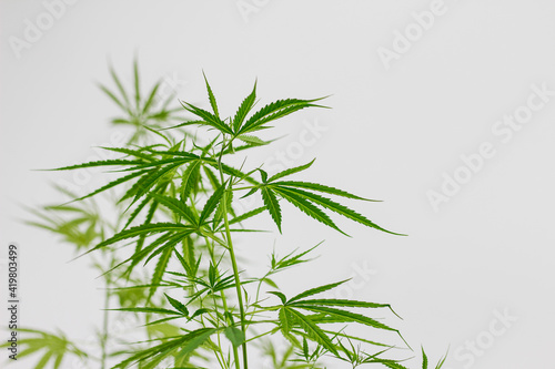 Cannabis seedlings are cultivated and used to extract cannabis oil to aid in the treatment of certain diseases in which patients cannot be treated with drugs.