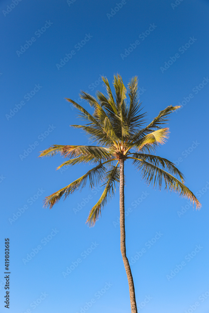 Palm tree Blue sky Ala Moana beach prak, Honolulu Oahu island Hawaii | Plants Nature Landscape Palm tree Blue sky Ala Moana beach prak, Honolulu Oahu island Hawaii | Plants Nature Landscape