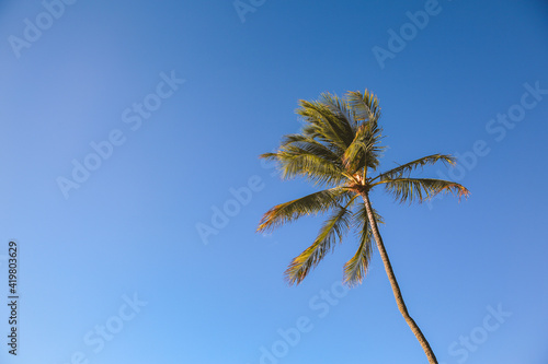Palm tree Blue sky Ala Moana beach prak  Honolulu  Oahu island Hawaii   Plants Nature Landscape