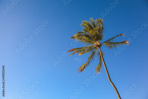 Palm tree Blue sky Ala Moana beach prak, Honolulu  Oahu island Hawaii   Plants Nature Landscape © youli