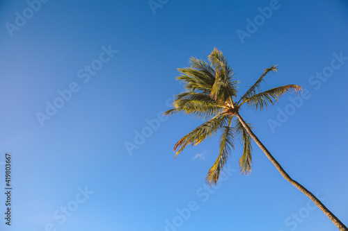 Palm tree Blue sky Ala Moana beach prak, Honolulu  Oahu island Hawaii   Plants Nature Landscape © youli