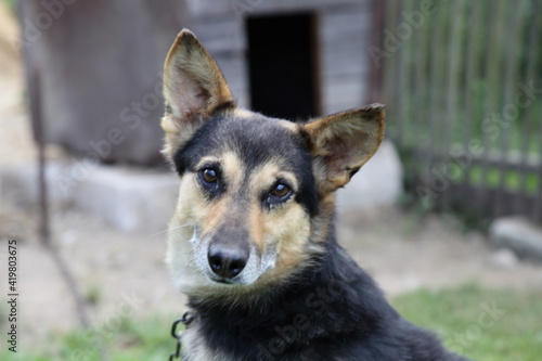 Mongrel dog closeup portrait on chain on old weathered wooden kennel background on rural backyard at summer day