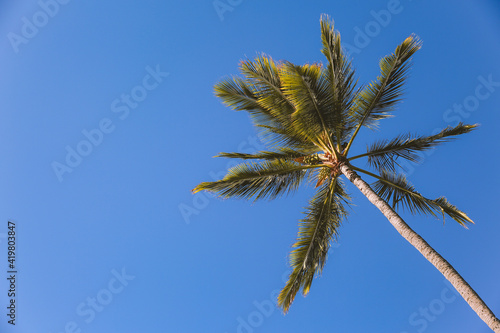 Palm tree Blue sky Ala Moana beach prak, Honolulu Oahu island Hawaii | Plants Nature Landscape
