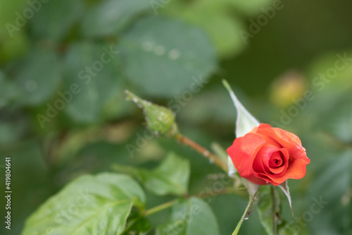 Orange Rose Blossom Background