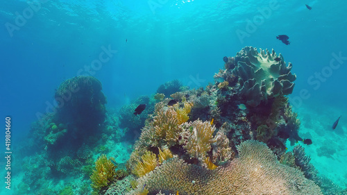 Tropical Fish Corals Marine Reef. Underwater Sea Tropical Life. Tropical underwater sea fishes. Underwater fish reef marine. Tropical colorful underwater seascape. Panglao  Bohol  Philippines.