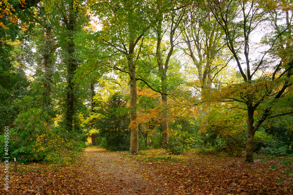 Weg durch den Herbstwald, Nordrhein-Westfalen, Deutschland, Europa