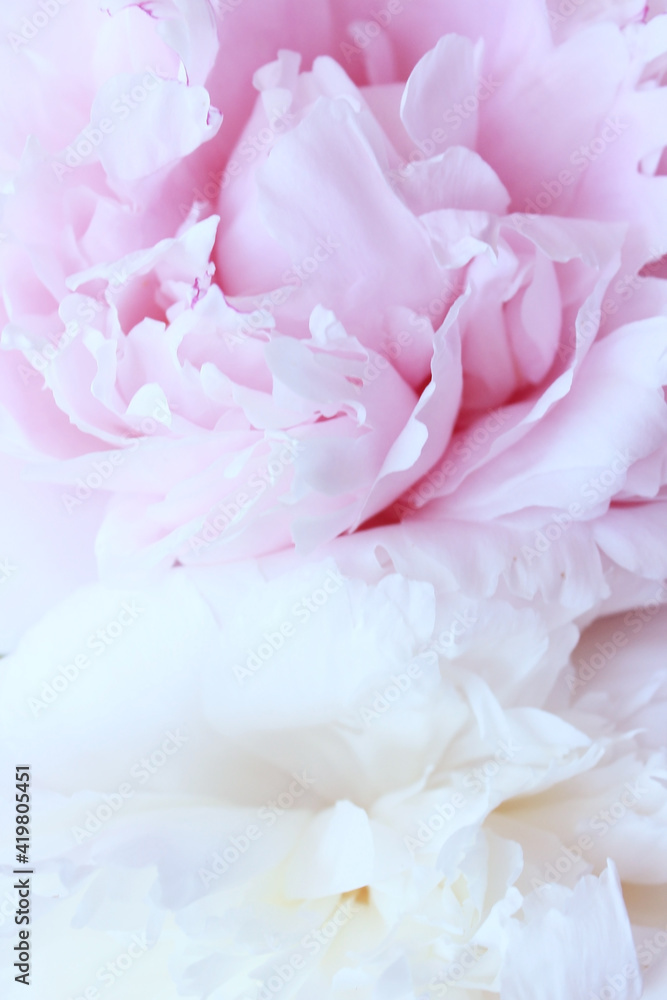 pink and white soft peony flowers close up pink and white soft peony flowers close up