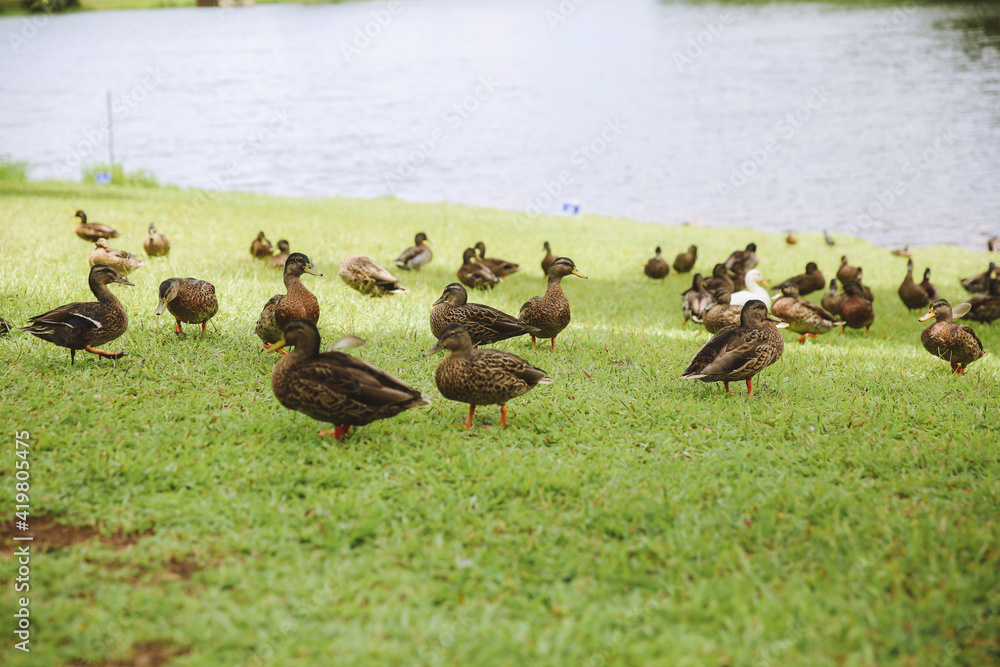 Ducks at Ho’omaluhia Botanical Garden, Oahu Hawaii
Ducks at Ho’omaluhia Botanical Garden, Oahu Hawaii
