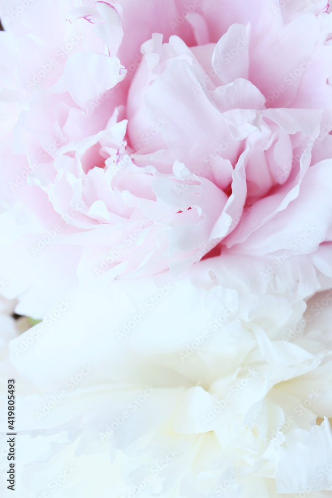 pink and white soft peony flowers close up